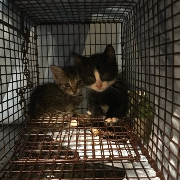 Meet your Posher, TAILSSpayNeuter - Picture 4 of 5